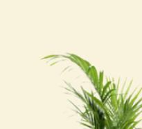 armchairwithclearbackground1