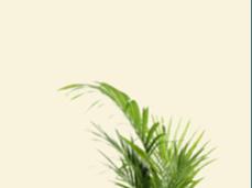 armchairwithclearbackground1