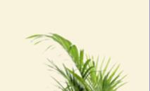 armchairwithclearbackground1