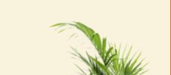 armchairwithclearbackground1