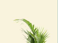 armchairwithclearbackground1