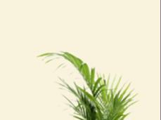 armchairwithclearbackground1