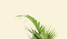 armchairwithclearbackground1