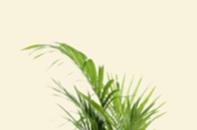 armchairwithclearbackground1