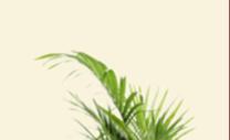 armchairwithclearbackground1
