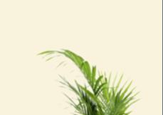 armchairwithclearbackground1