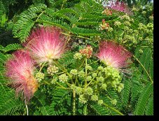 FlowersatStshowpage