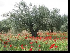 Poppiesintheolivegroveshowpage