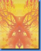 SolarPlexusChakraReflection561