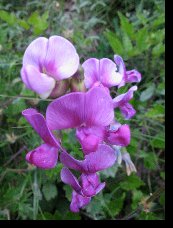 WildflowersAudeshowpage